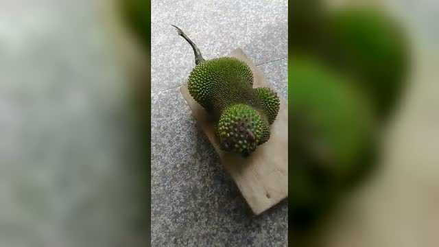 奇怪的菠萝蜜,竟长得像狗狗_腾讯视频