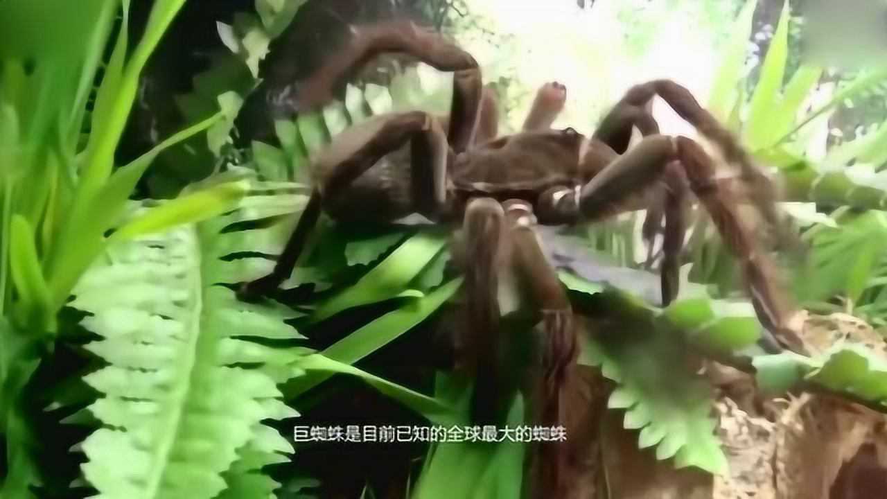 世界上最大巨型蜘蛛，丛林中冷血杀手，就连科学也无法断定有多大_高清