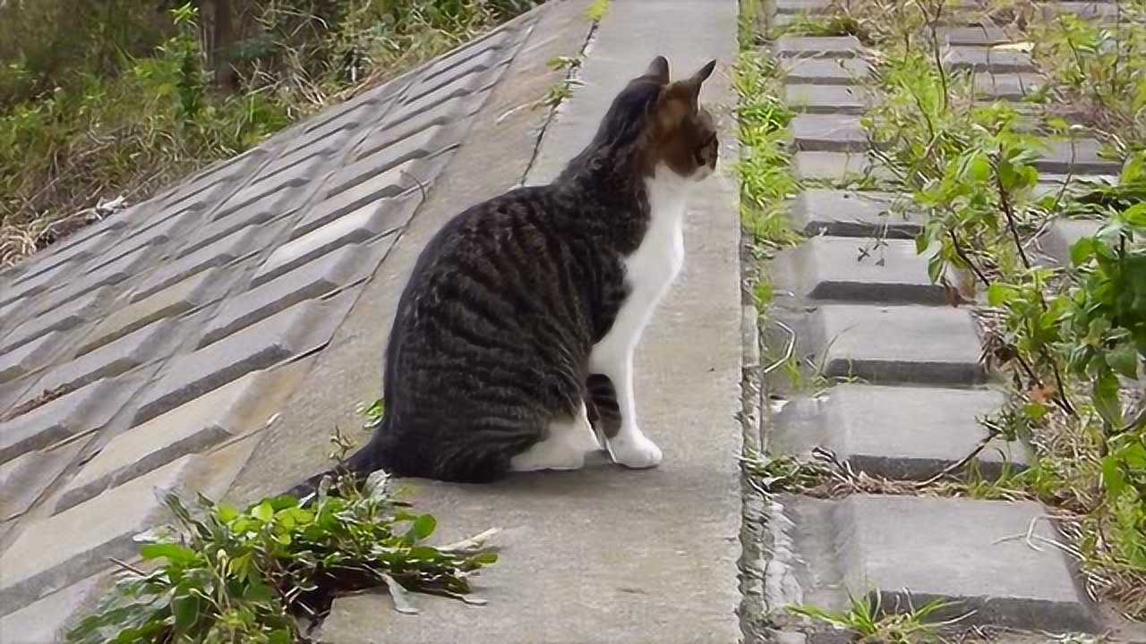 给猫咪们播放同类的惨叫声，它们都感到惊恐_腾讯视频