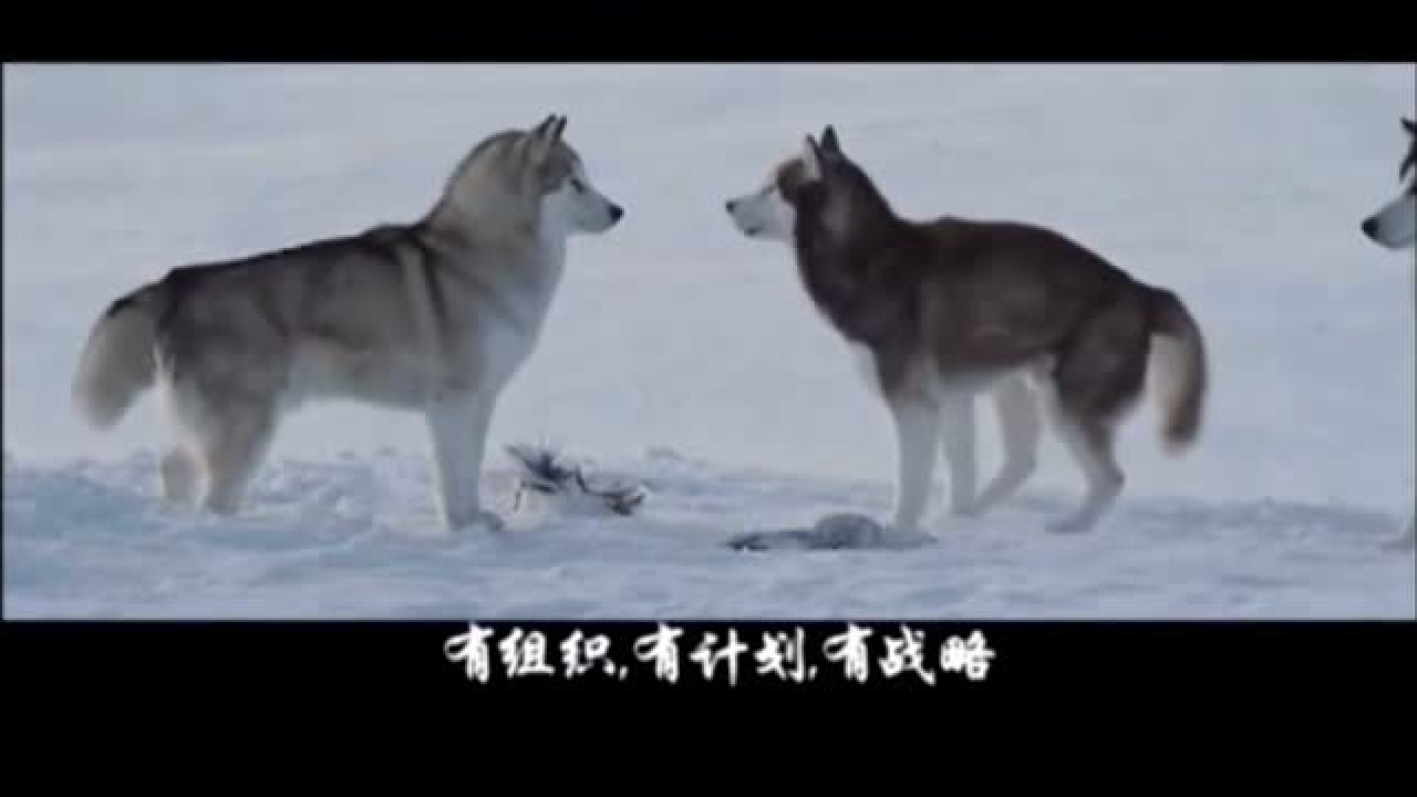 德萨最新狼性团队励志短片-领略真正的团队合作_高清