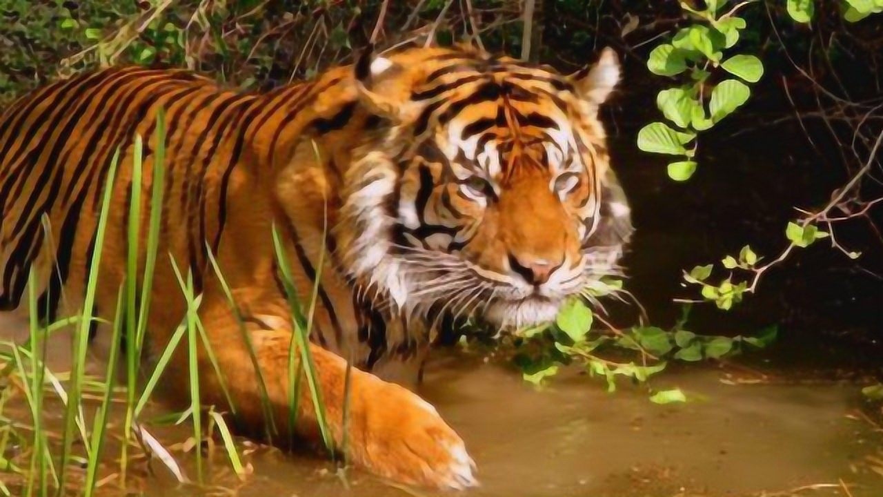 十几只野狗深入虎穴捕食猎物,结果遭老虎霸气夺食!