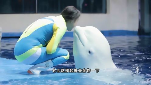 实拍水族馆白鲸宝宝的日常，撒娇卖萌耍小脾气，太可爱了！