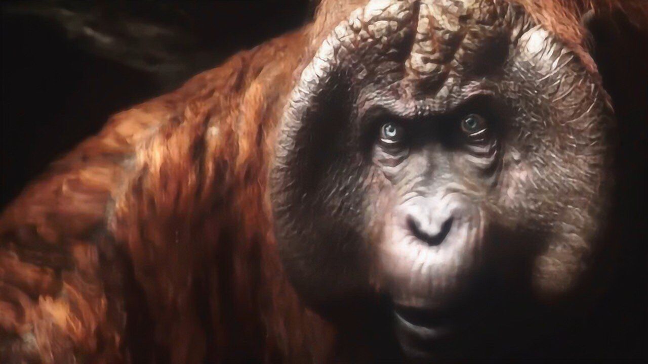 说好的动物不能成精呢智商碾压猩猩金刚还妄图掌握火焰的秘密