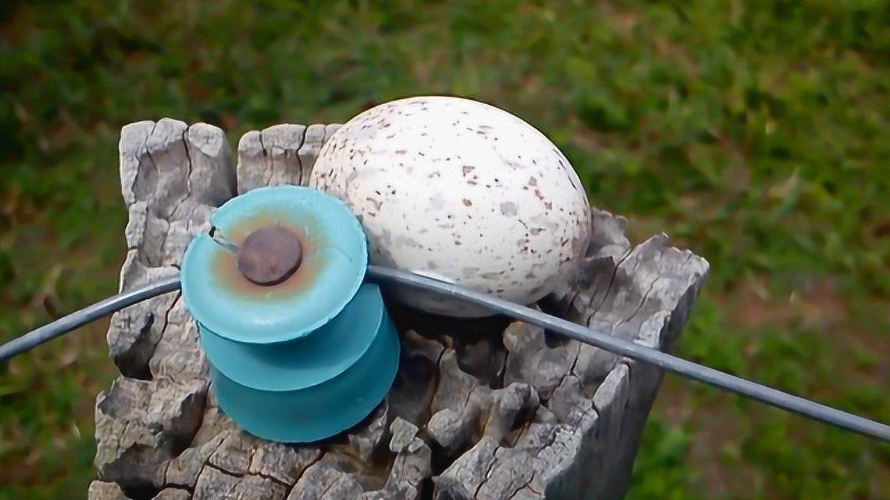 林鸱鸟将蛋下在树桩上