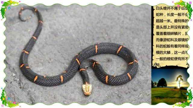 喜玛拉雅白头蛇 一种古老而又神秘的蛇种