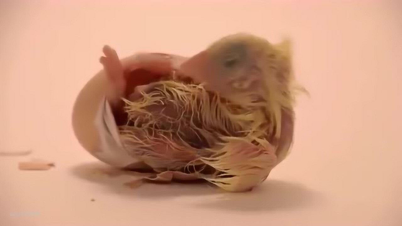 小鸡孵化破壳而出的视频，每个生命都是胜利者_高清