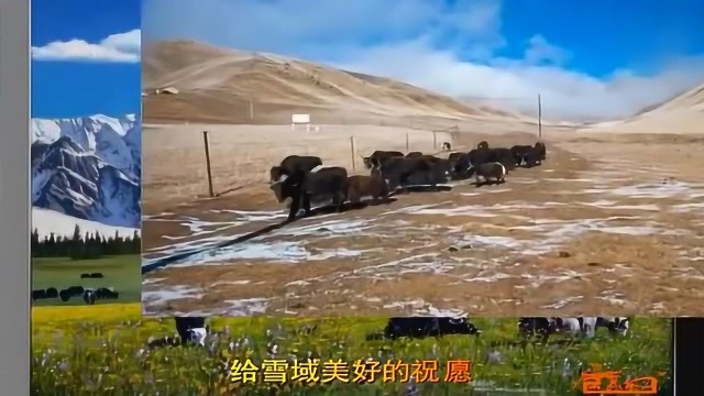 一首经典的天籁民歌容中尔甲雪域之光