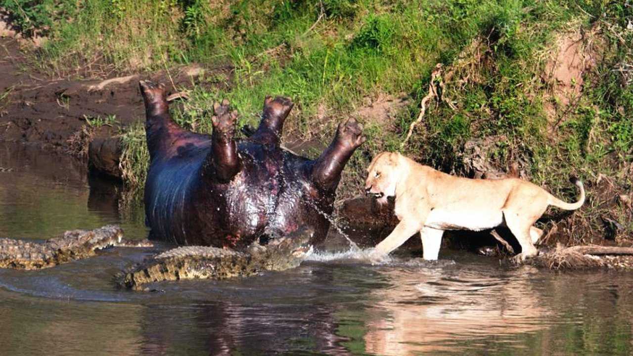 獅群正吃一頭河馬鱷魚爬上來跟獅子宣戰爆發水陸兩棲大戰