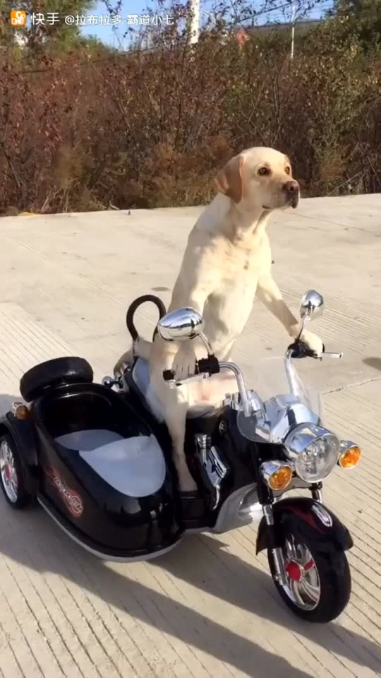 骑摩托车像骑狗图片
