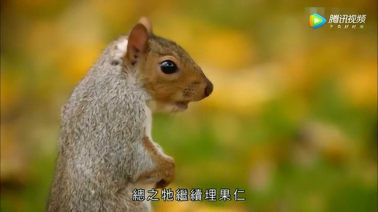 松鼠藏食物的过程，真的实在太聪明！_高清