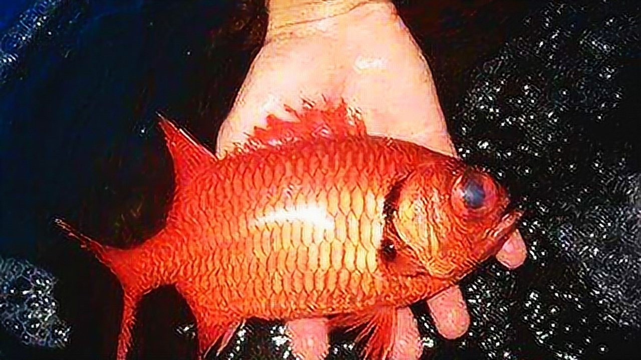 2017年10月17日发布01:05印度洋神秘喷火鱼,会忍术