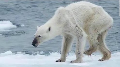 为什么看着北极熊饿死也不能救?