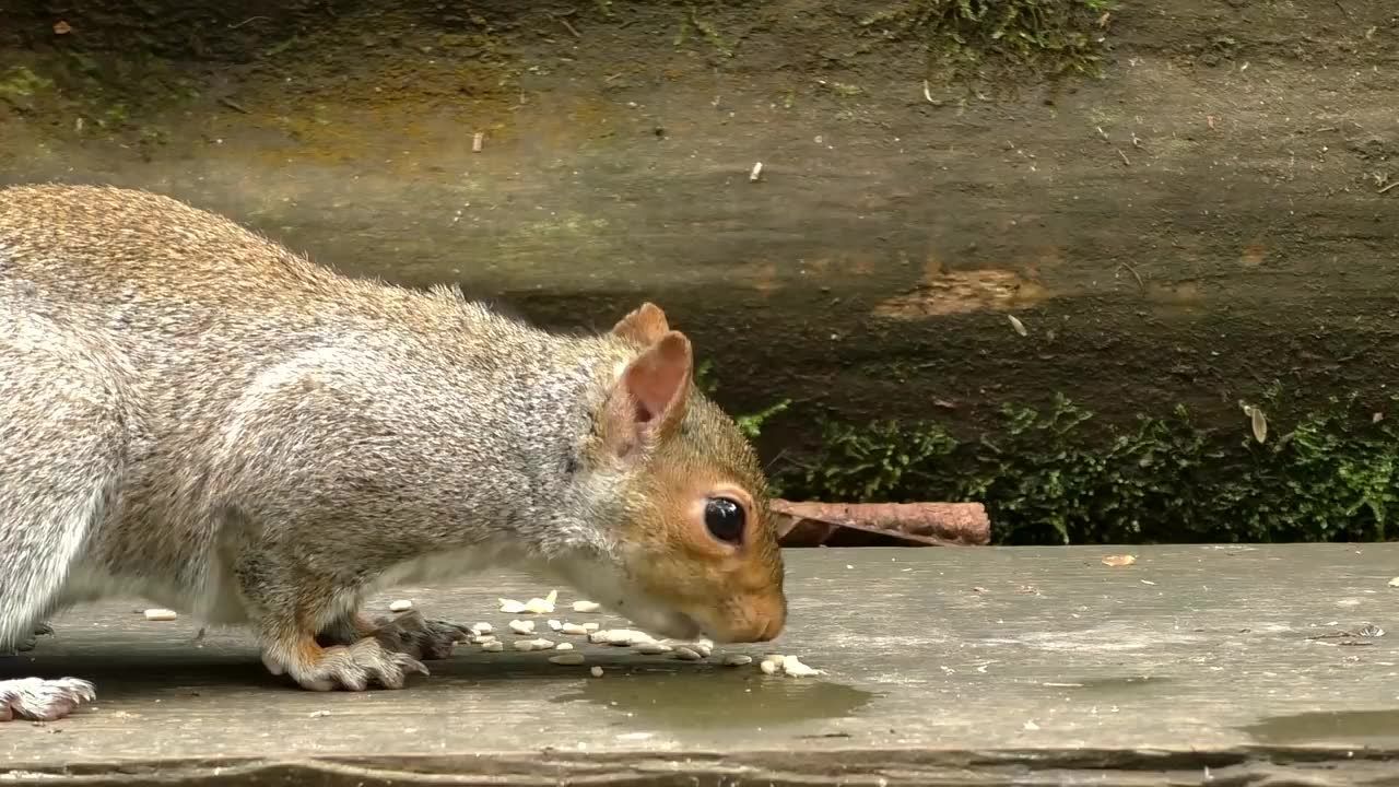 給動物看的視頻之松鼠偷吃瓜子仁