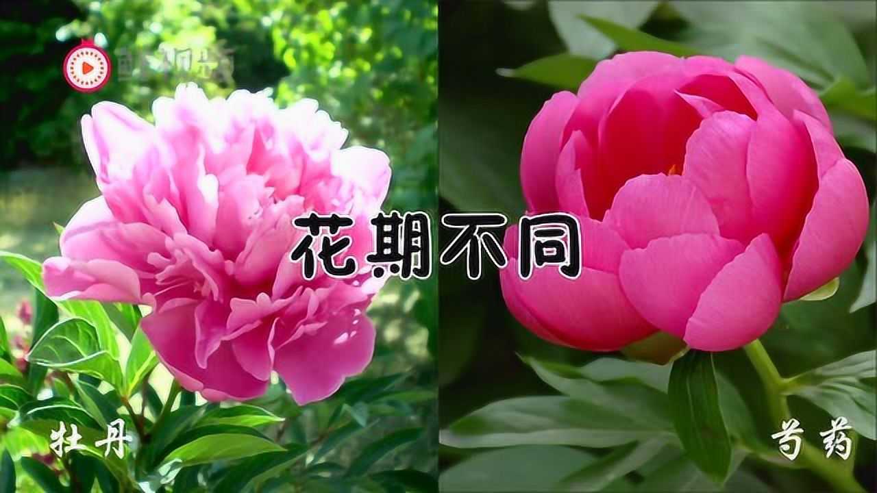 图解 芍药和牡丹的区别 牡丹和芍药有什么区别 图片对比 牡丹杂谈