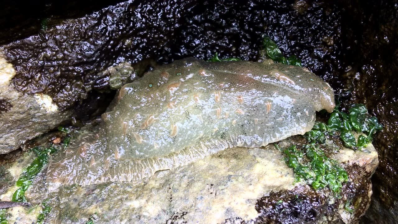 蓝斑背肛海兔