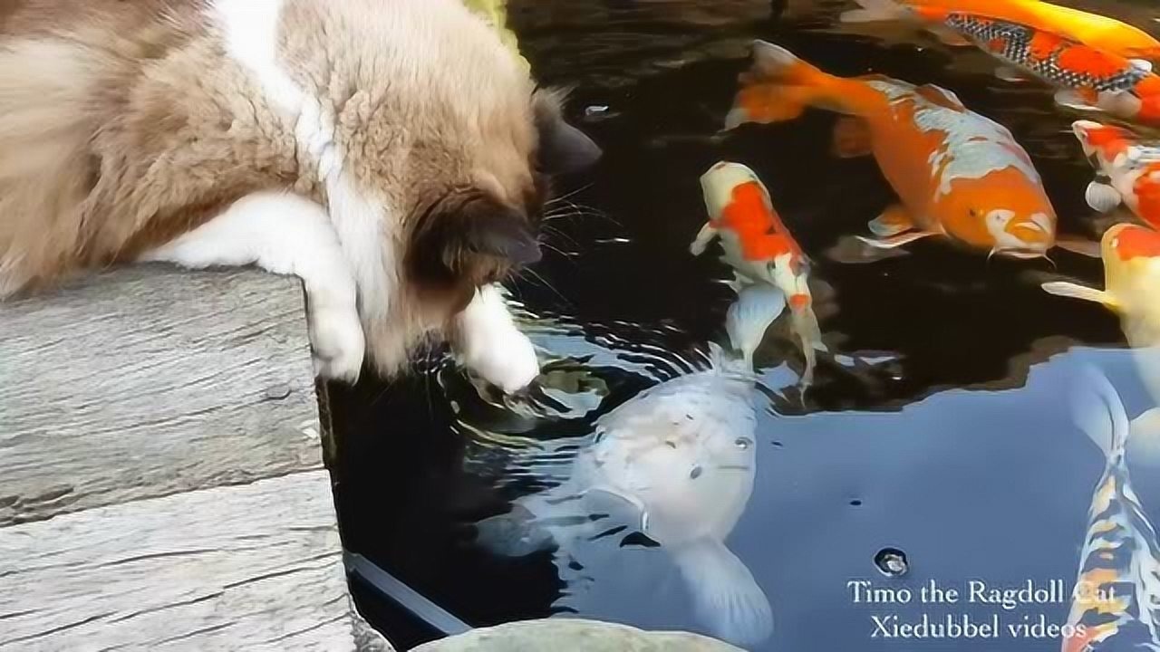 小猫抓鱼的过程图片