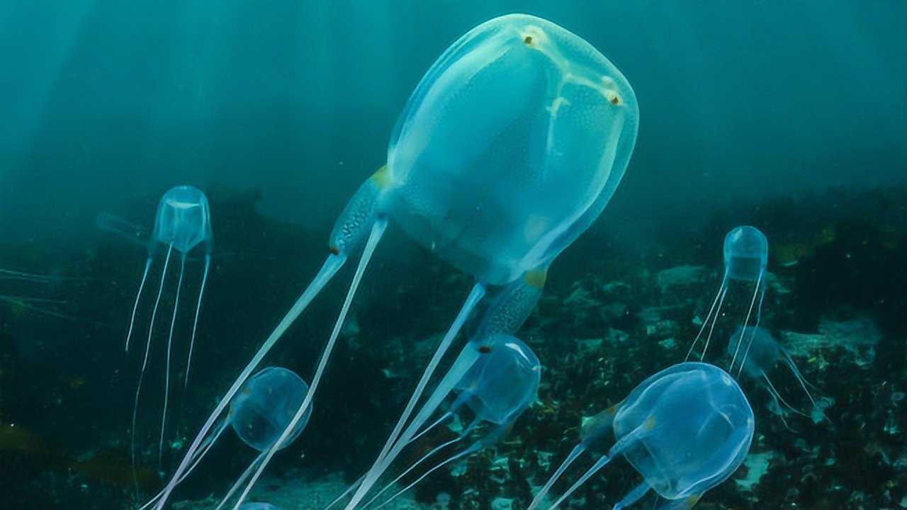 最危险海洋动物竟是箱水母平均每年有人因它丧命