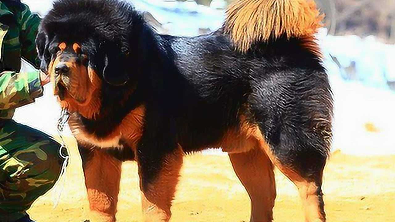 藏獒大战野猪,不分胜负