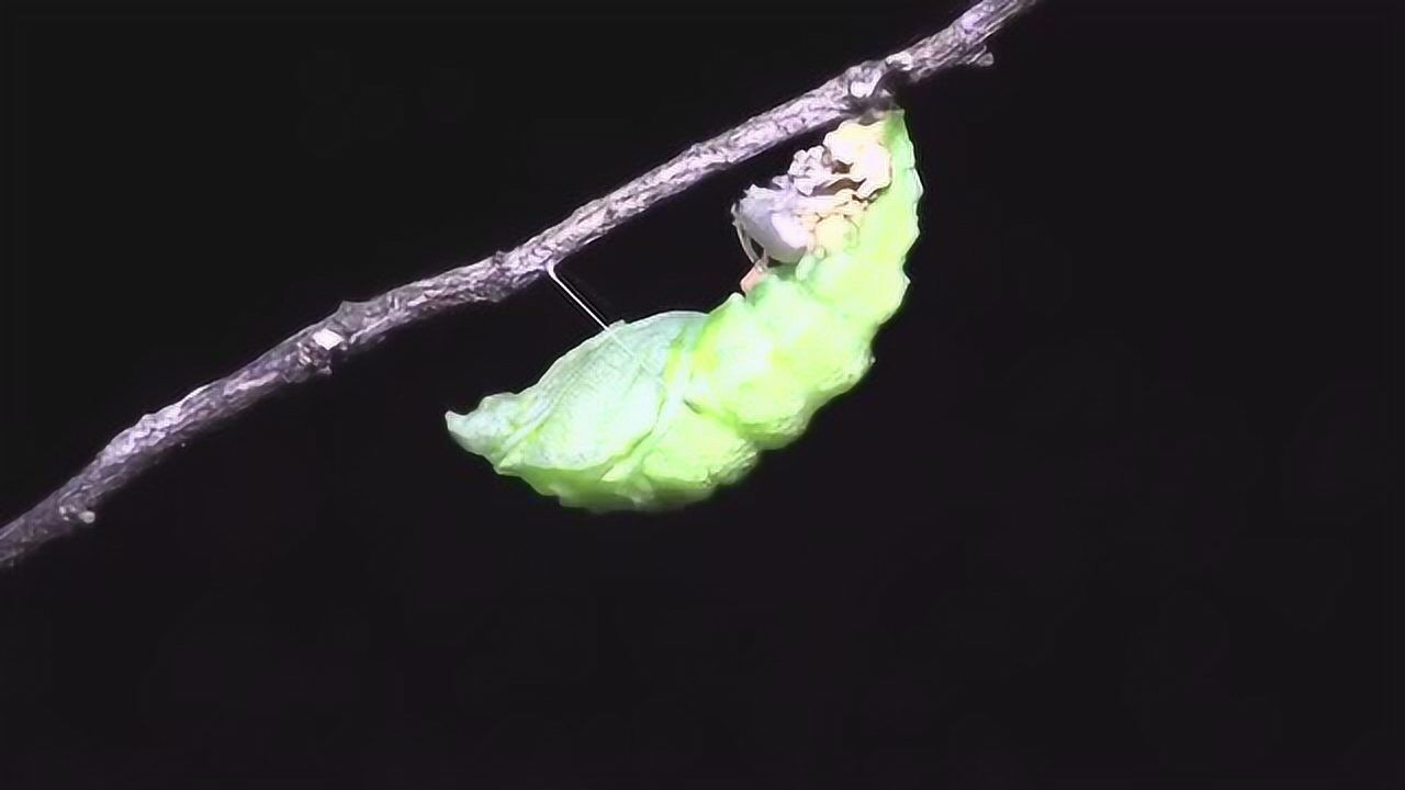 蝴蝶预蛹-巴黎翠凤蝶