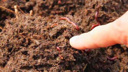 为什么蚯蚓可以穿透这么坚硬的土?答案很多人都搞错了