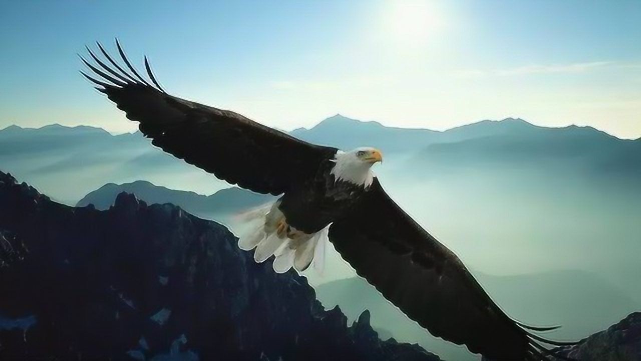 凶残老鹰大战野狼,捉狼崽被拎上半空,不愧是空中杀手!