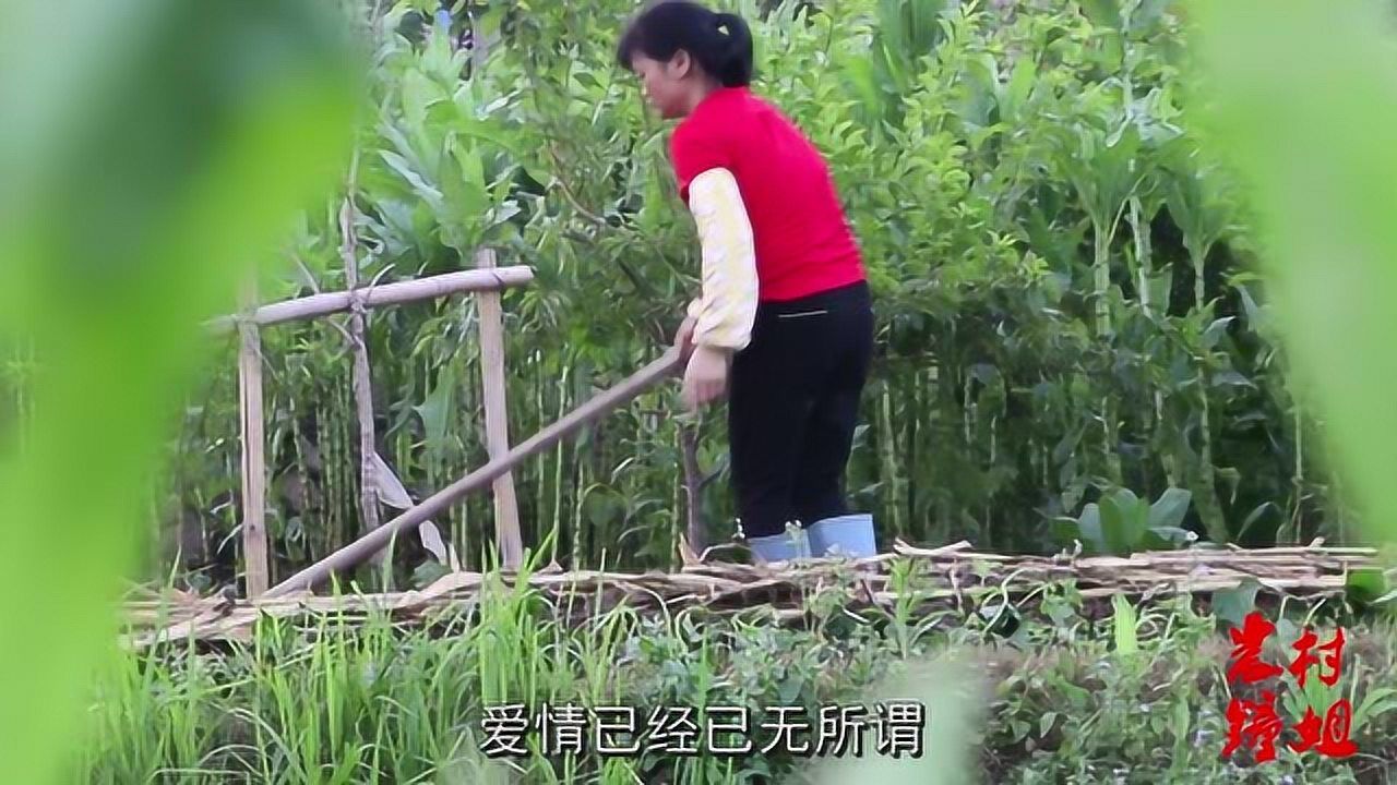 农村钟姐种番薯儿子为什么要种番薯妈妈不种番薯你吃什么