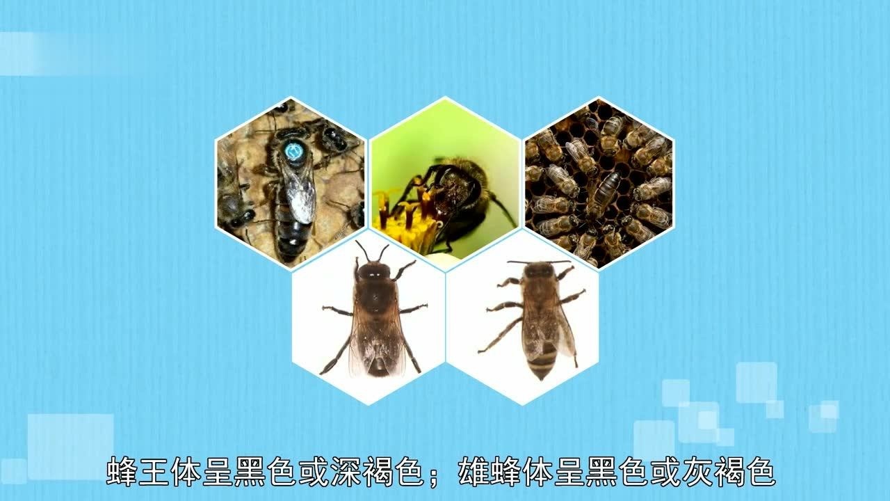 高加索蜂的优点和缺点