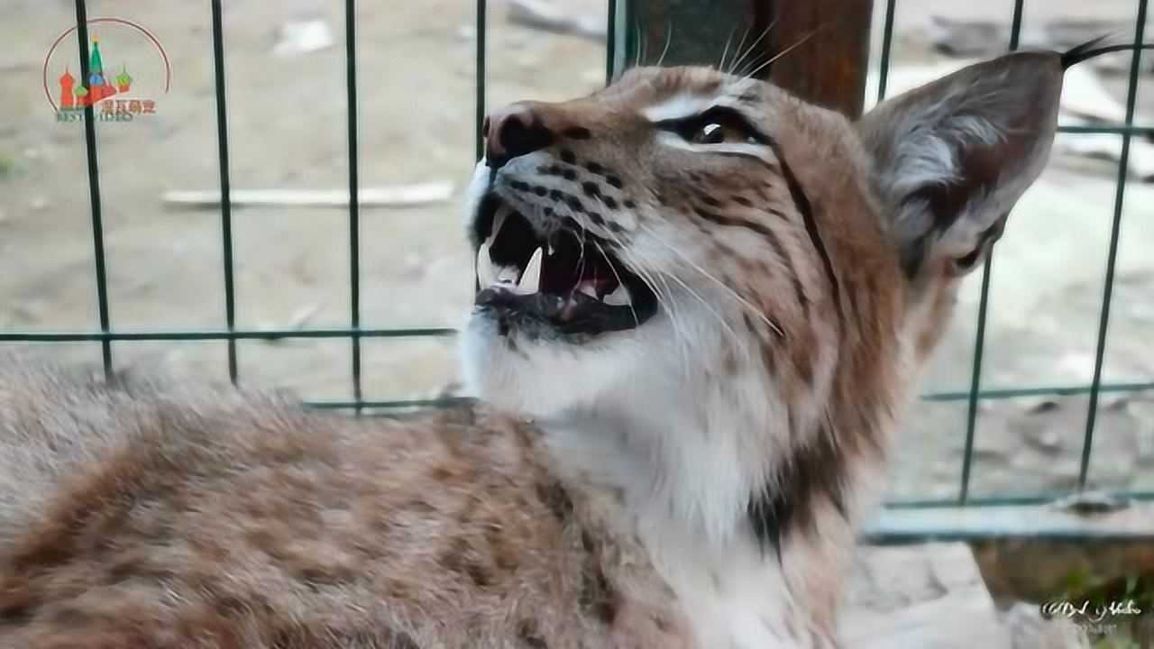 妹子养猛兽当宠物猞猁尖锐的牙齿简直太恐怖了