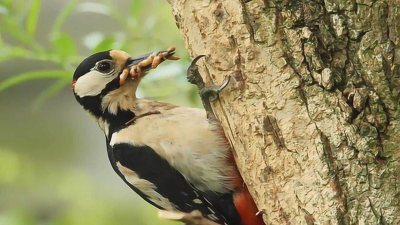 剩下鸟爸爸独自喂养小杜鹃鸟森系八哥06:00南方最好听的50种鸟叫声