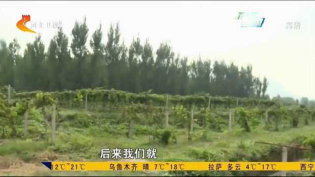 第三届石家庄旅发大会即将在平山召开:水泥厂变身猕猴桃园