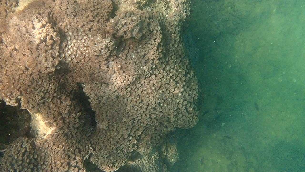 香港桥咀的陀螺珊瑚