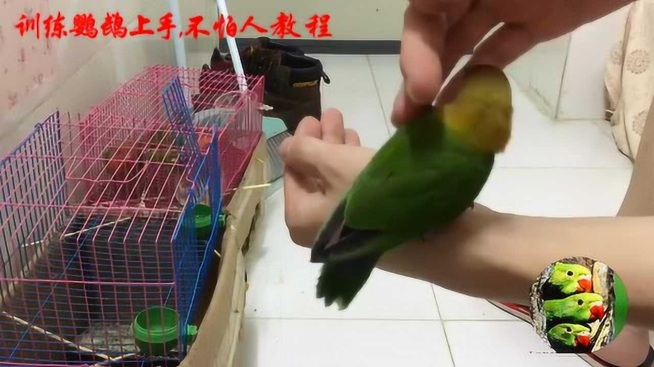 如何训练鹦鹉上手教学视频