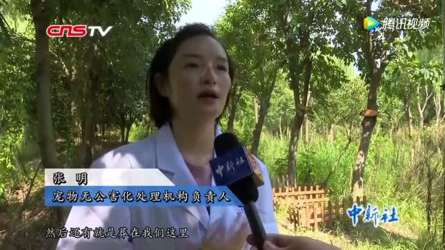 探秘宠物无公害处理:火化宠物尸体会举行告别仪式