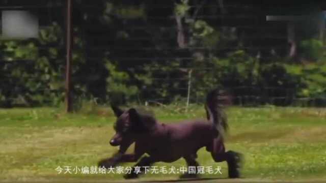 无毛犬中国冠毛犬:外国人眼中的最丑狗