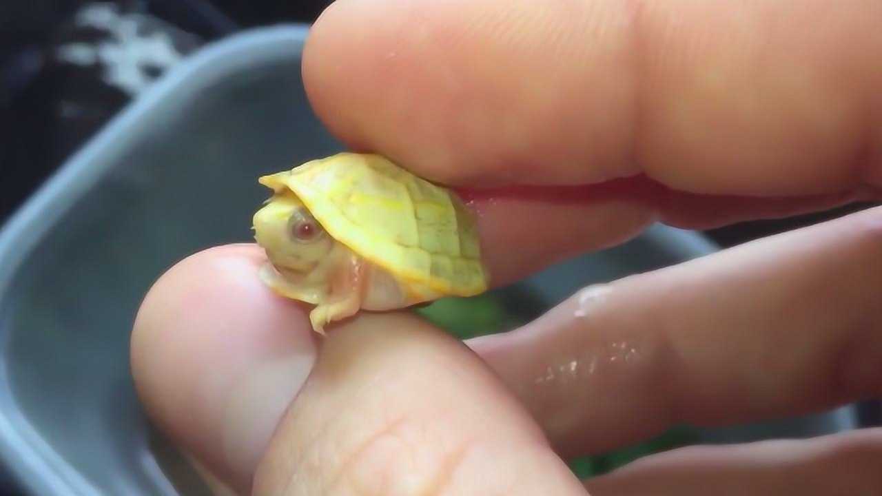 世界上最小的乌龟有多小?网友:可爱但是不敢养,怕一不小心捏死了