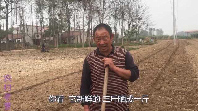 农民大叔种植中药元胡,一天能赚多少钱大叔说完你别吃惊