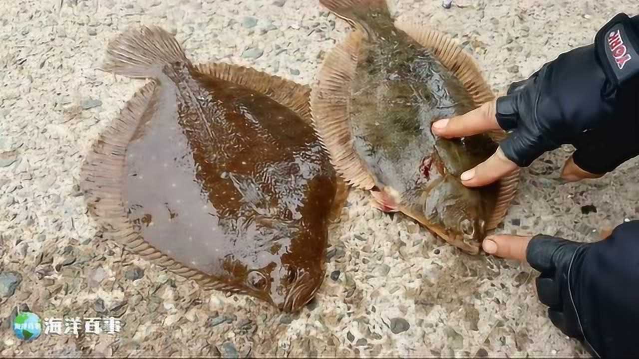 都是比目鱼为何有鲽鱼和鲆鱼之分你看出区别了吗