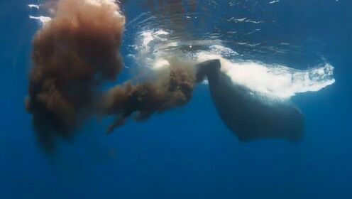 为什么鲸鱼粪便被称为“海中黄金”？到底有什么用？看完长见识了