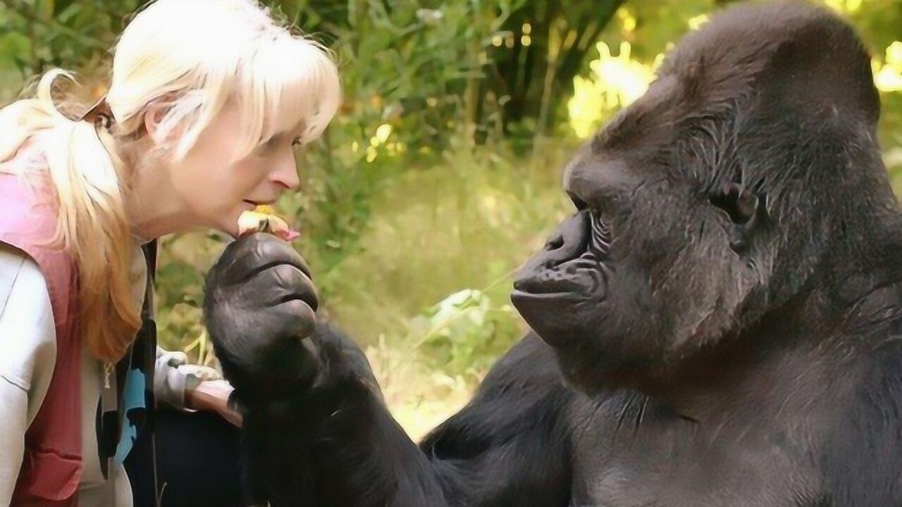 解析科学家是如何发现人和大猩猩之间有生殖隔离这个现象的