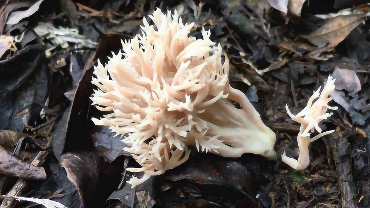 重庆山区枞树林里,满地都是刷子菌,捡都捡不完!