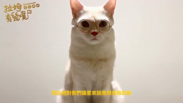 我看这只喵像个老教授