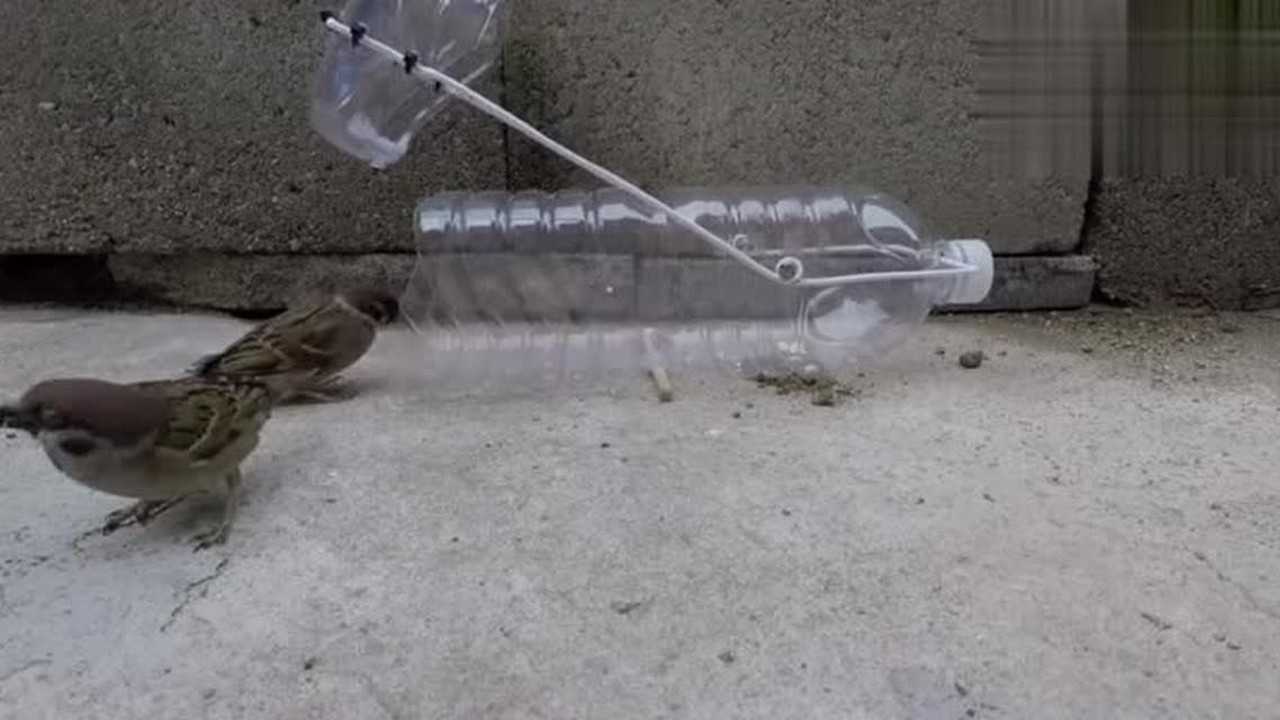 教你用矿泉水瓶子做捕鸟笼，超级简单_高清1080P在线观看平台_腾讯视频