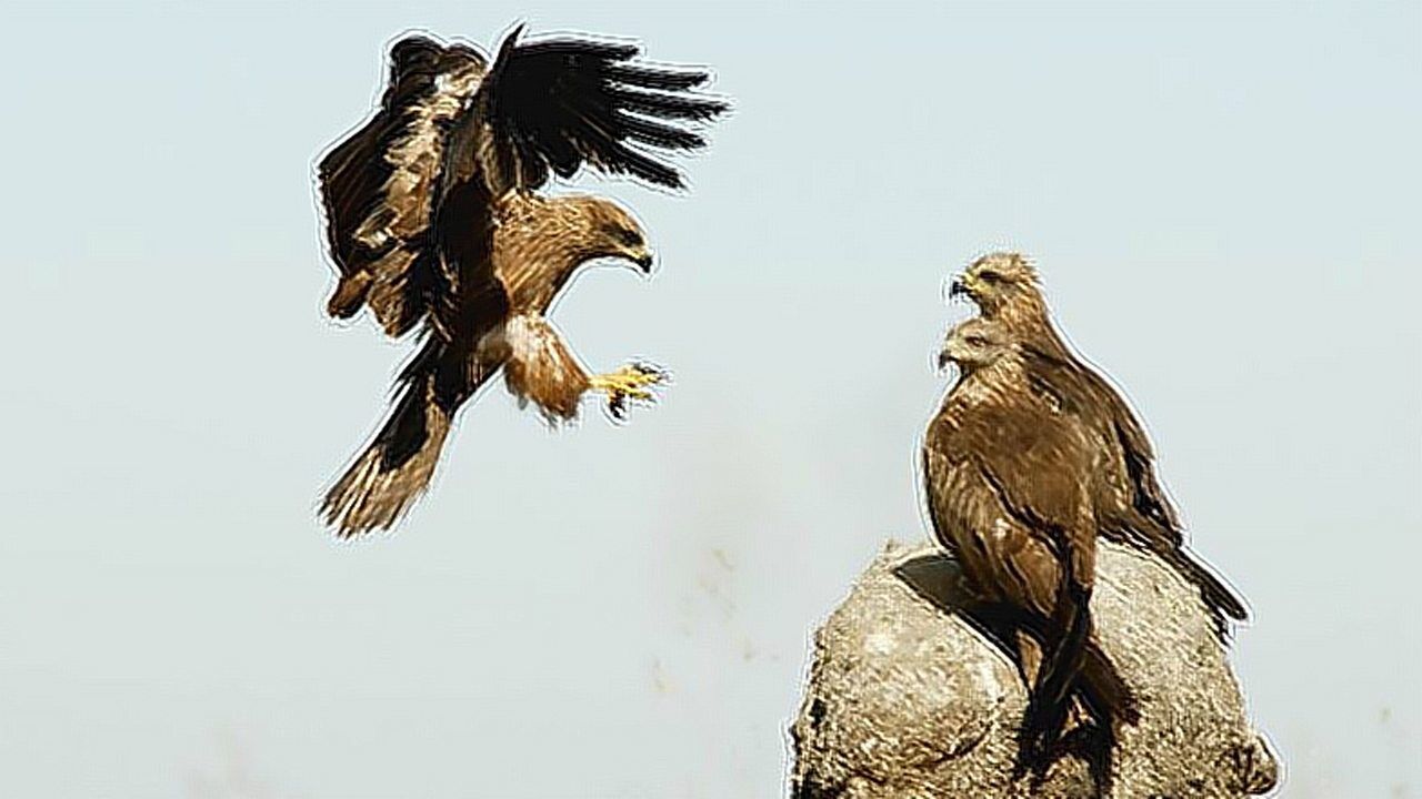 老鹰真的会把小鹰推下悬崖吗?