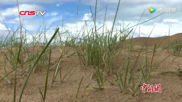 青海湖沙岛鸟岛景区关停一周年生态环境恢复明显