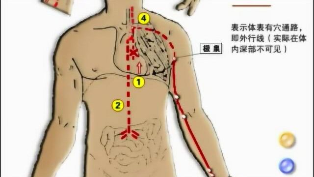 手少阴心经循行动画