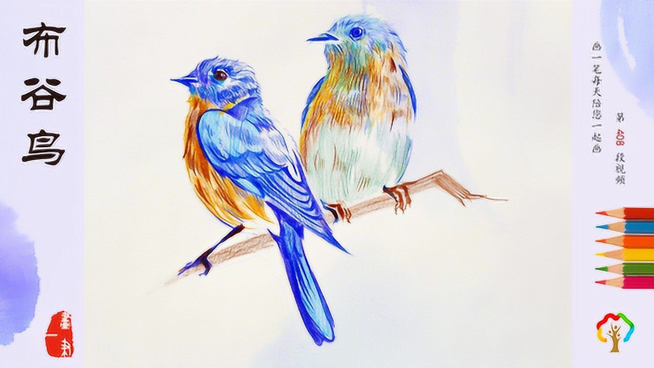 彩铅画想画出布谷鸟美丽的羽毛需要控制好线条均匀上色