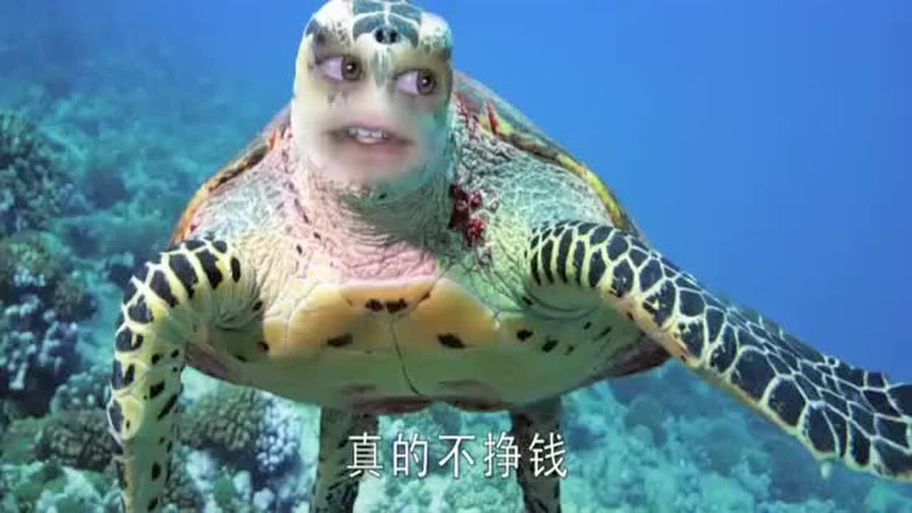 终于知道乌龟甲鱼王八和鳖的区别了搞笑还长知识