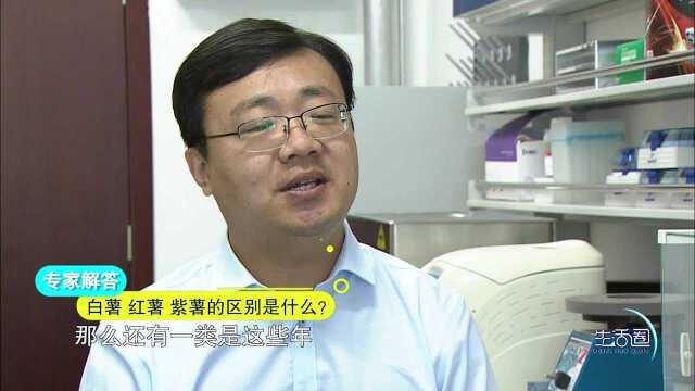 【生活圈】红薯、紫薯、白薯到底有什么区别?哪个更好?