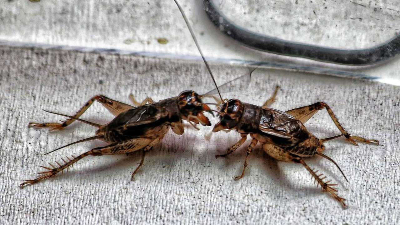 斗蟋蟀:两只蟋蟀当晚进行了一场殊死搏斗,至死方休!