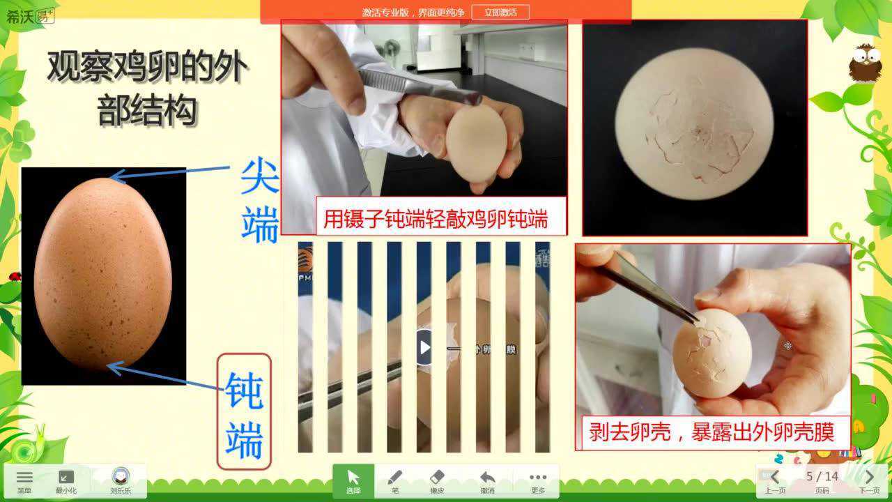 微课-观察鸡卵的结构_腾讯视频